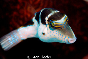 Toby pufferfish by Stan Flachs 